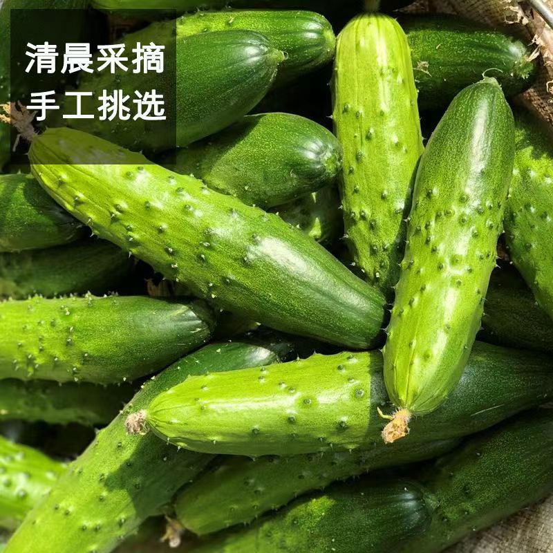 东北旱黄瓜新鲜小青瓜水果蔬菜当季刺青瓜脆嫩荷兰小黄瓜包邮 - 图1