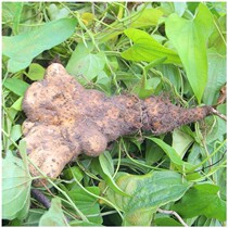 Hubei Qu Chunwu Acupuncture Cave Buddha Hand Yam Palm Powder Yam Farmhouse Freshly Dug non-iron sticks Huanggang Water Tite Property