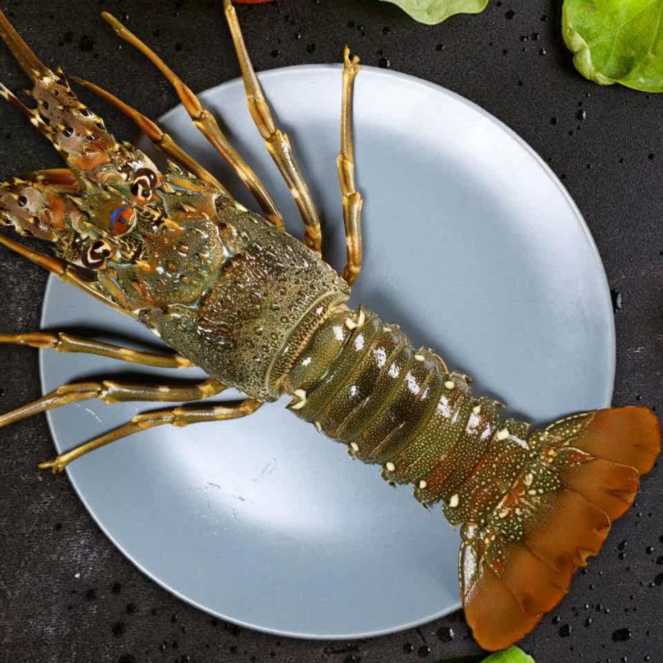 湛江龙虾大青鲜活波士顿花小青龙虾 闲香村冻虾