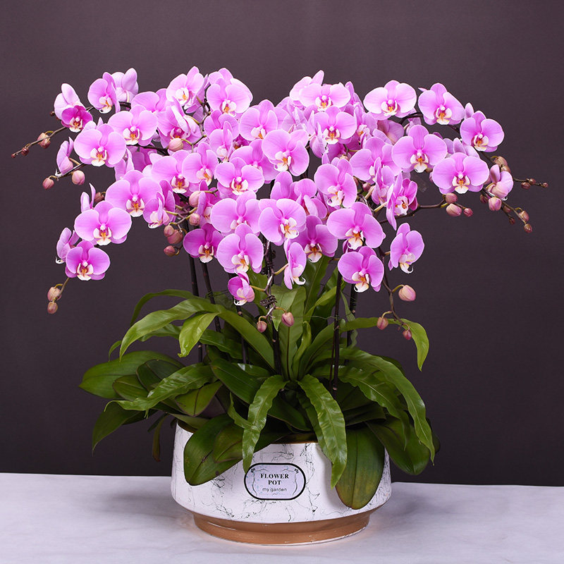 真花蝴蝶兰盆栽鲜花速递全国同城配送广州北京上海深圳杭州生日店,淘宝优惠券,粉丝福利购,淘宝优惠卷