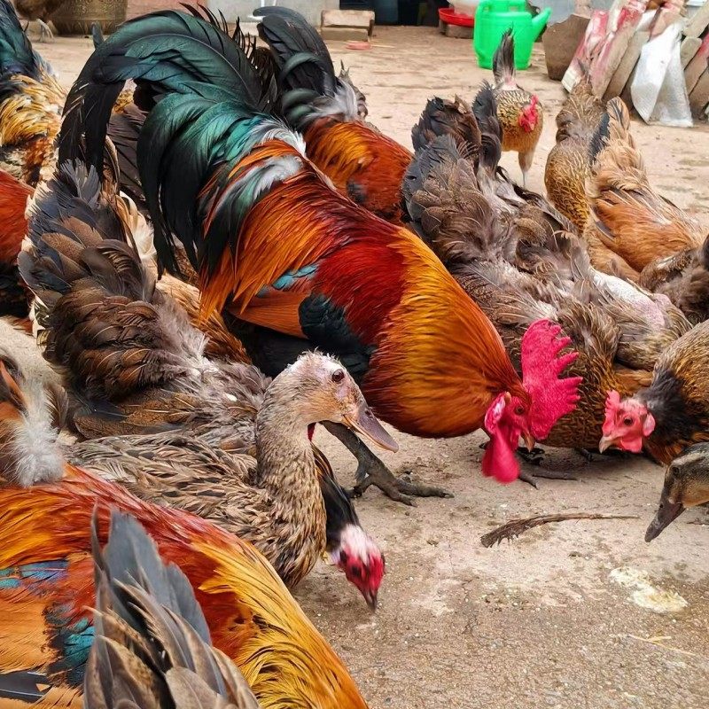 正宗怒晴鸡苗小鸡活体黄金五彩鸡苗小鸡活苗宠物鸡活苗观赏鸡包邮,淘宝优惠券,粉丝福利购,淘宝优惠卷