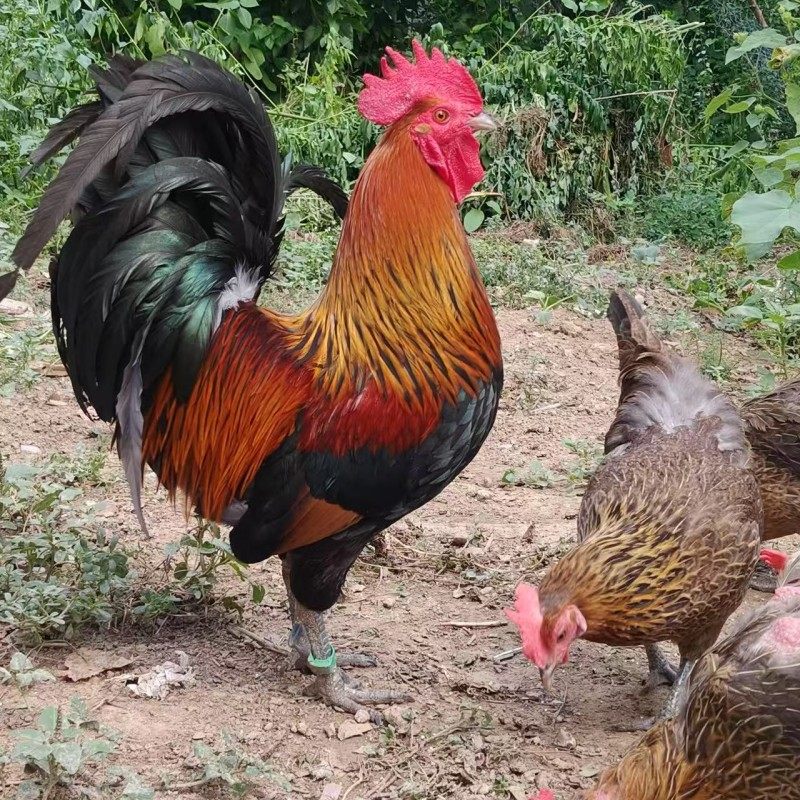 正宗怒晴鸡苗小鸡活体黄金五彩鸡苗小鸡活苗宠物鸡活苗观赏鸡包邮,淘宝优惠券,粉丝福利购,淘宝优惠卷