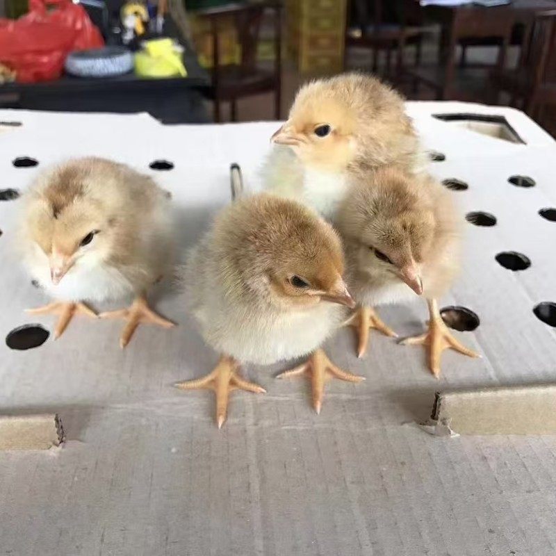 正宗怒晴鸡苗小鸡活体黄金五彩鸡苗小鸡活苗宠物鸡活苗观赏鸡包邮,淘宝优惠券,粉丝福利购,淘宝优惠卷