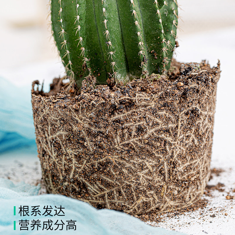 蓝柱仙人柱植物仙人球龙神木室内超大蓝衣柱蓝棱柱量天尺仙人掌_虎窝淘