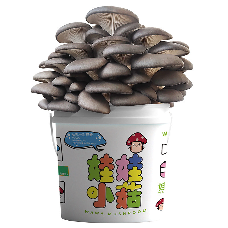 蘑菇种植桶装盆栽食用菌包平袋儿童DIY娃娃小菇趣味阳台种园艺养