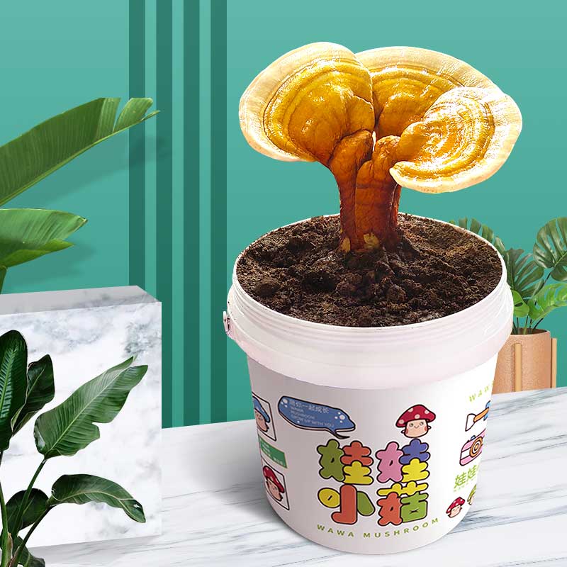 蘑菇种植桶装盆栽食用菌包平袋儿童DIY娃娃小菇趣味阳台种园艺养