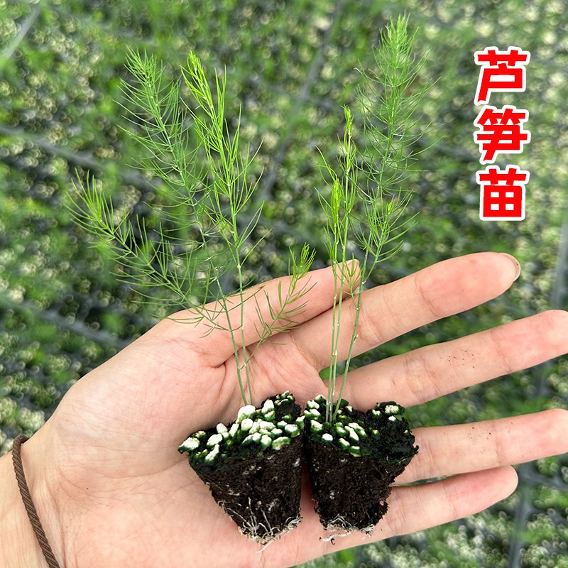 [芦笋根苗]芦笋苗根食用蔬菜苗四季多年生阳台盆栽种植芦笋树苗 - 图0