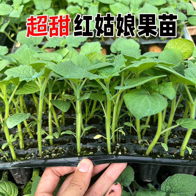 东北红姑娘果苗树大果超甜黄姑娘奇异水果秧苗阳台盆栽蔬菜苗秧苗 - 图0