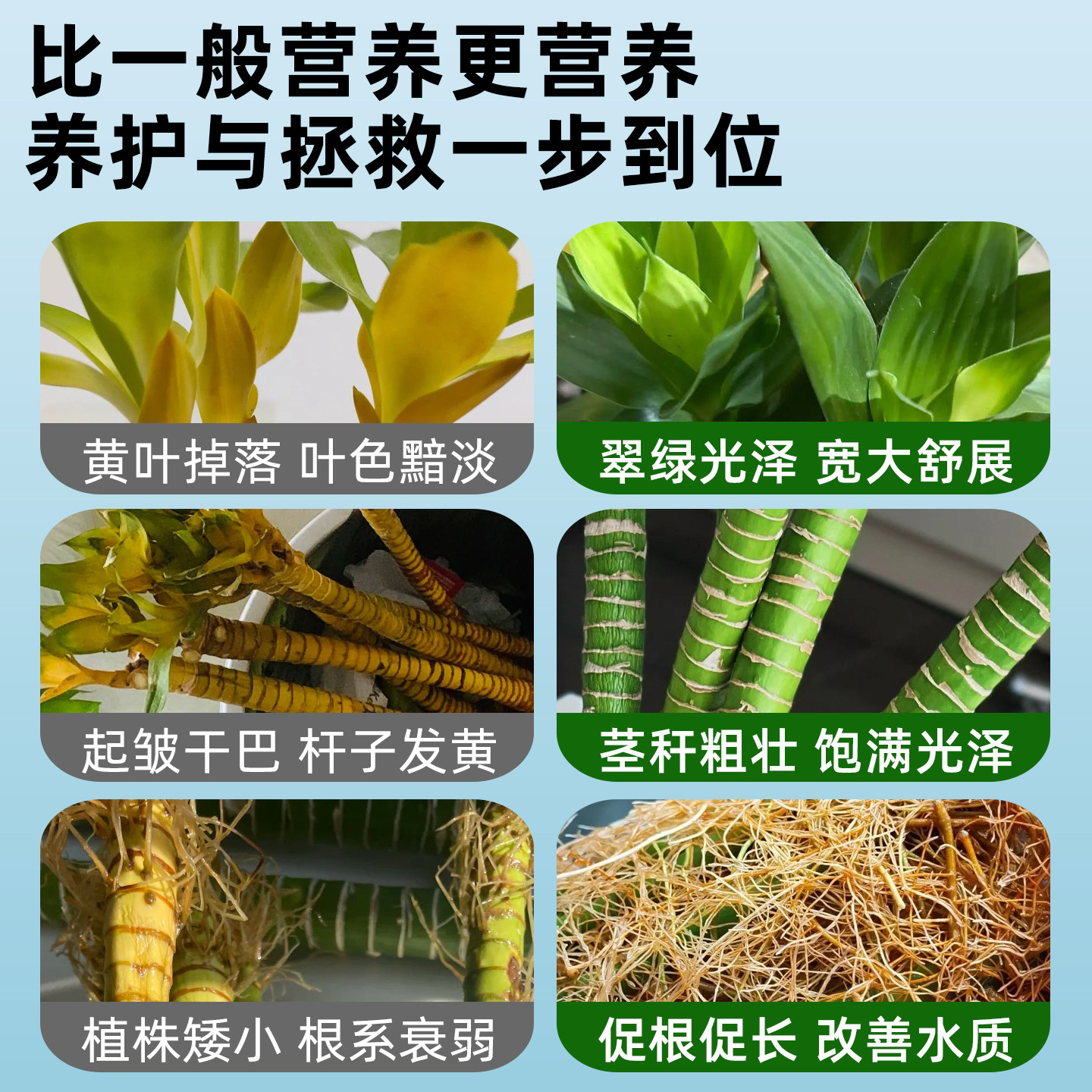龙竹营养液文昌竹专用肥治叶子发黄水培植物生根水溶液体肥富贵竹,淘宝优惠券,粉丝福利购,淘宝优惠卷