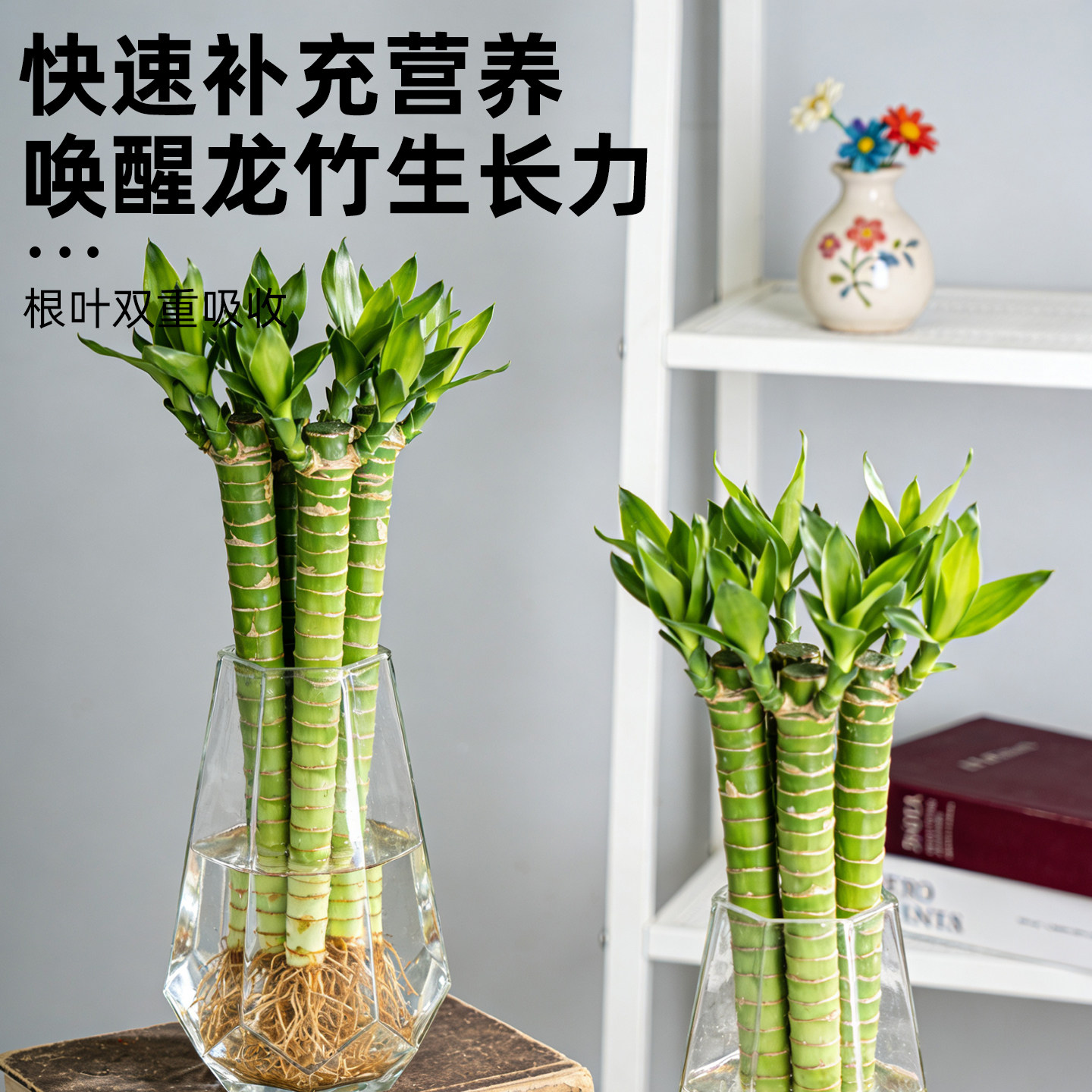 龙竹营养液文昌竹专用肥治叶子发黄水培植物生根水溶液体肥富贵竹,淘宝优惠券,粉丝福利购,淘宝优惠卷