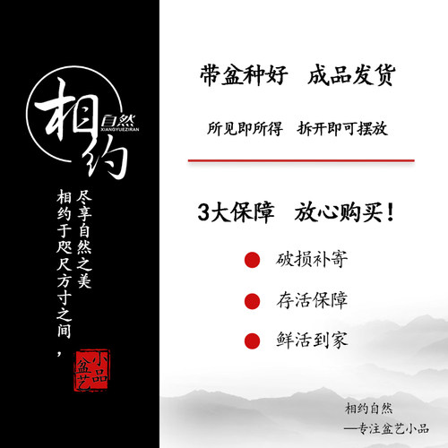 招财树盆景常青发财树盆栽罗汉松植物室内富贵竹绿植四季好养花卉 - 图2