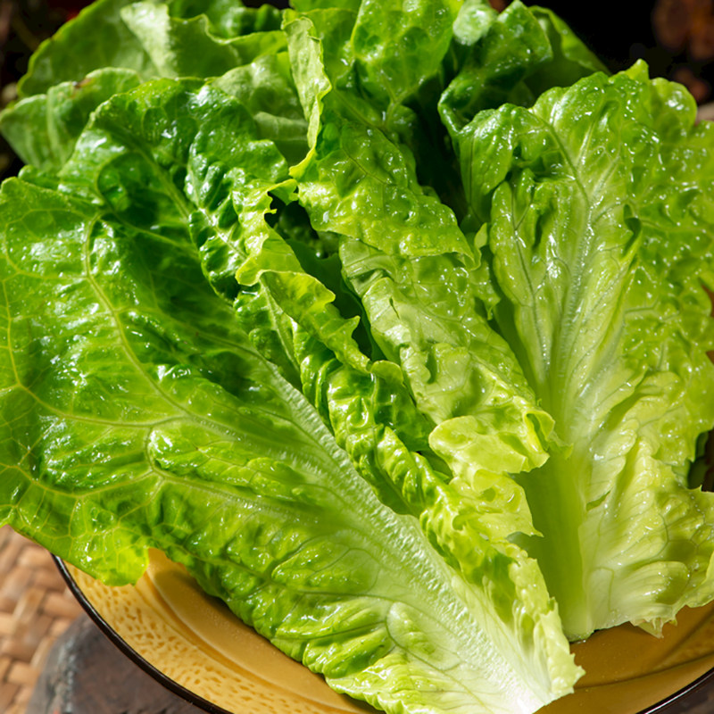 新鲜生菜现摘现发生吃青菜沙拉蔬菜火锅烤肉包菜奶油叶菜脆嫩生菜,淘宝优惠券,粉丝福利购,淘宝优惠卷