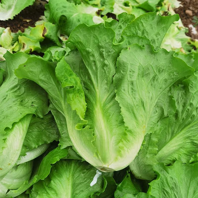 新鲜生菜现摘现发生吃青菜沙拉蔬菜火锅烤肉包菜奶油叶菜脆嫩生菜,淘宝优惠券,粉丝福利购,淘宝优惠卷