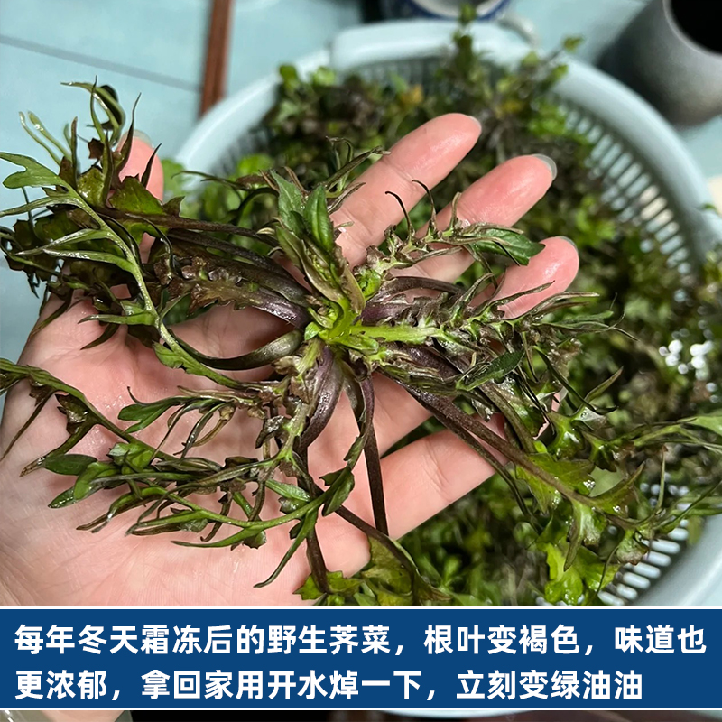 现挖新鲜野生荠荠菜5斤3新鲜馄饨饺子馅野菜地丁菜菱角芨芥菜包邮
