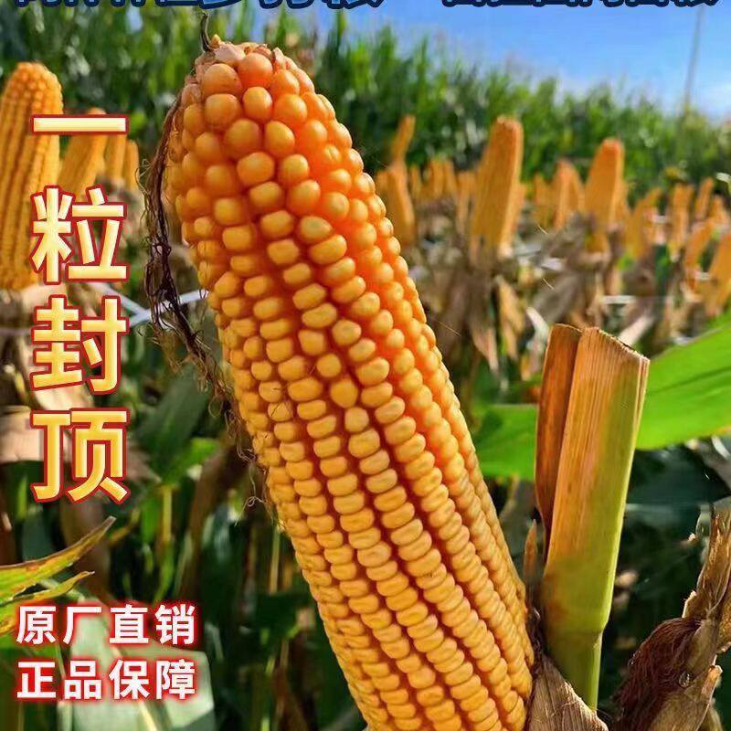国审大棒玉米种子大全郑单958农科院新品培植高产高抗包谷种矮杆,淘宝优惠券,粉丝福利购,淘宝优惠卷