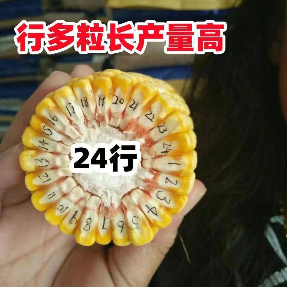 国审大棒玉米种子大全郑单958农科院新品培植高产高抗包谷种矮杆,淘宝优惠券,粉丝福利购,淘宝优惠卷