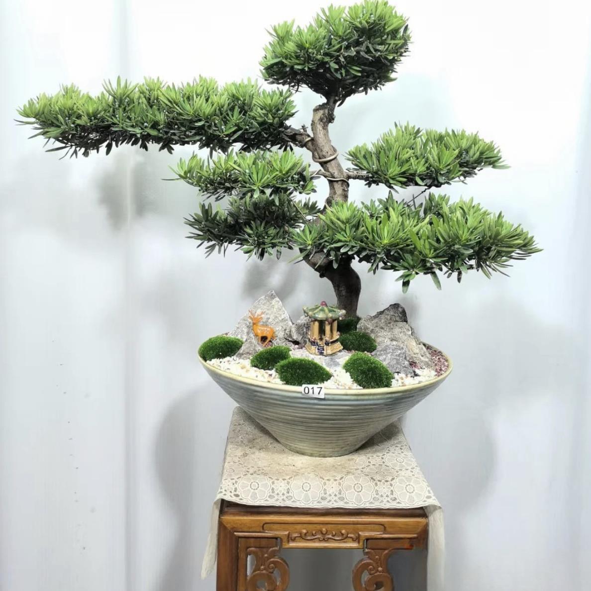 罗汉松高端罗汉松盆景真树庭院老桩名贵迎客松迎客松盆栽好养植物 - 图1