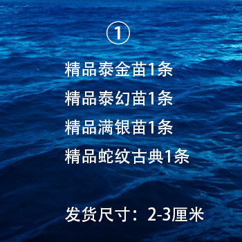 泰国进口观赏罗汉鱼泰金幻彩虹退沙红金花火凤蛇纹泰古典精品苗 - 图3