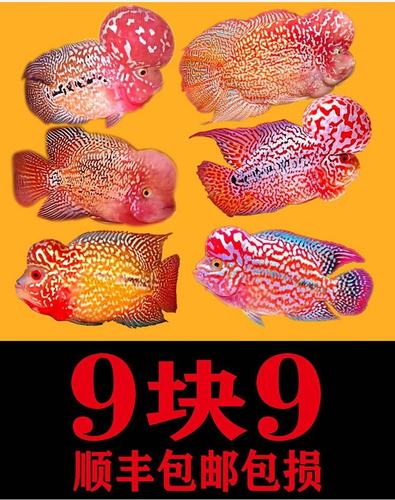 泰国进口观赏罗汉鱼泰金幻彩虹退沙红金花火凤蛇纹泰古典精品苗 - 图0