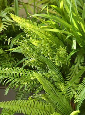 仿真蕨类绿植庭院橱窗墙软装摆件