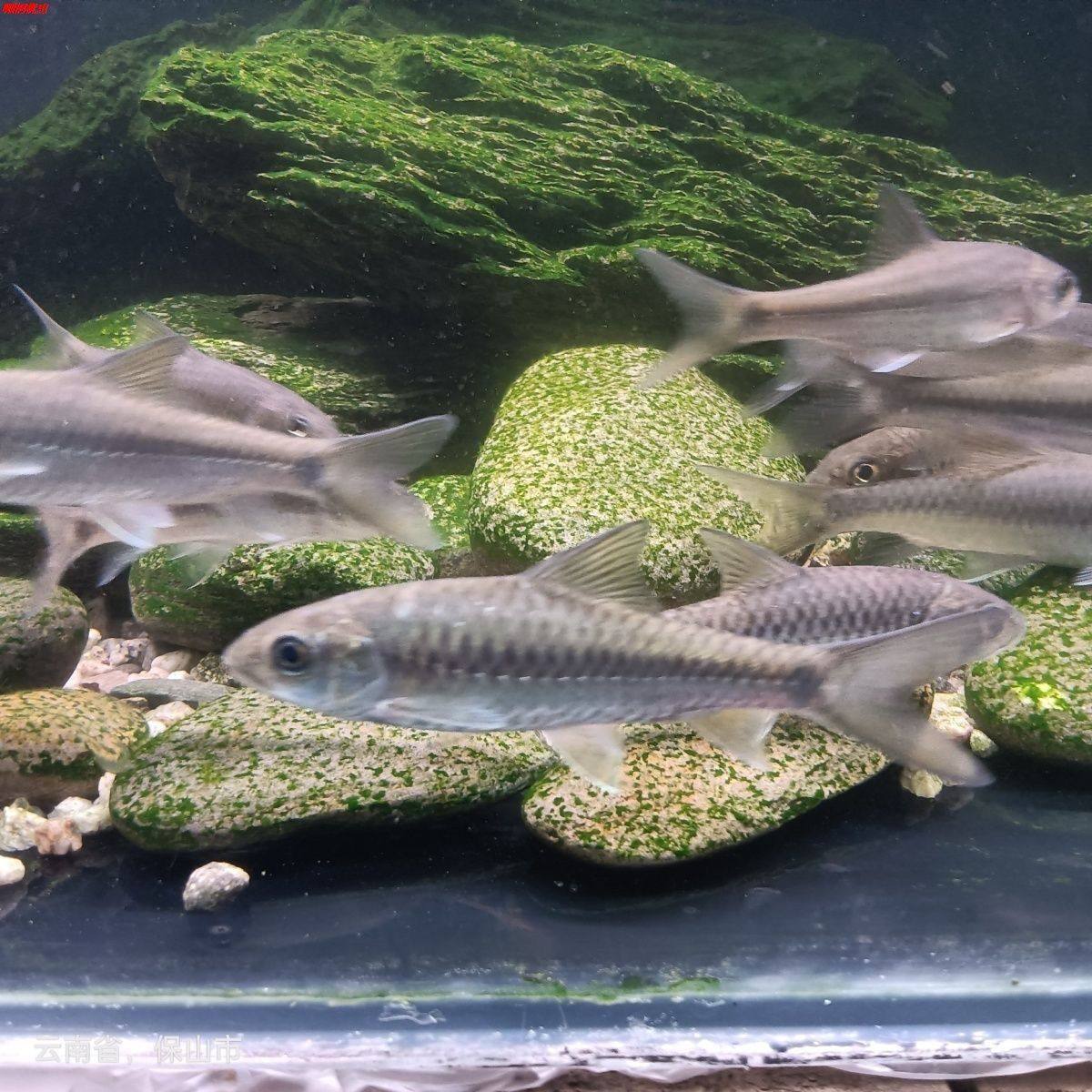 鱼异口原生吉罗鱼罗风水新光观赏鱼养活蓝淡水鱼苗鱼群饲料唇吉祥,淘宝优惠券,粉丝福利购,淘宝优惠卷