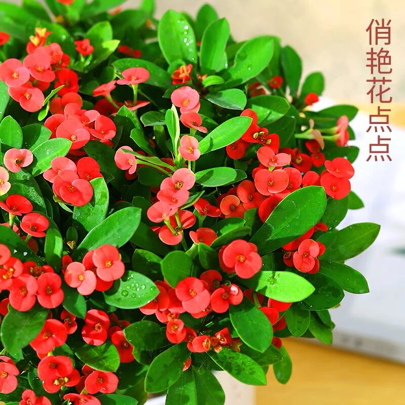 大铁海棠虎刺梅盆栽绿植花卉室内客厅办公好养活四季开花观赏植物_虎窝淘