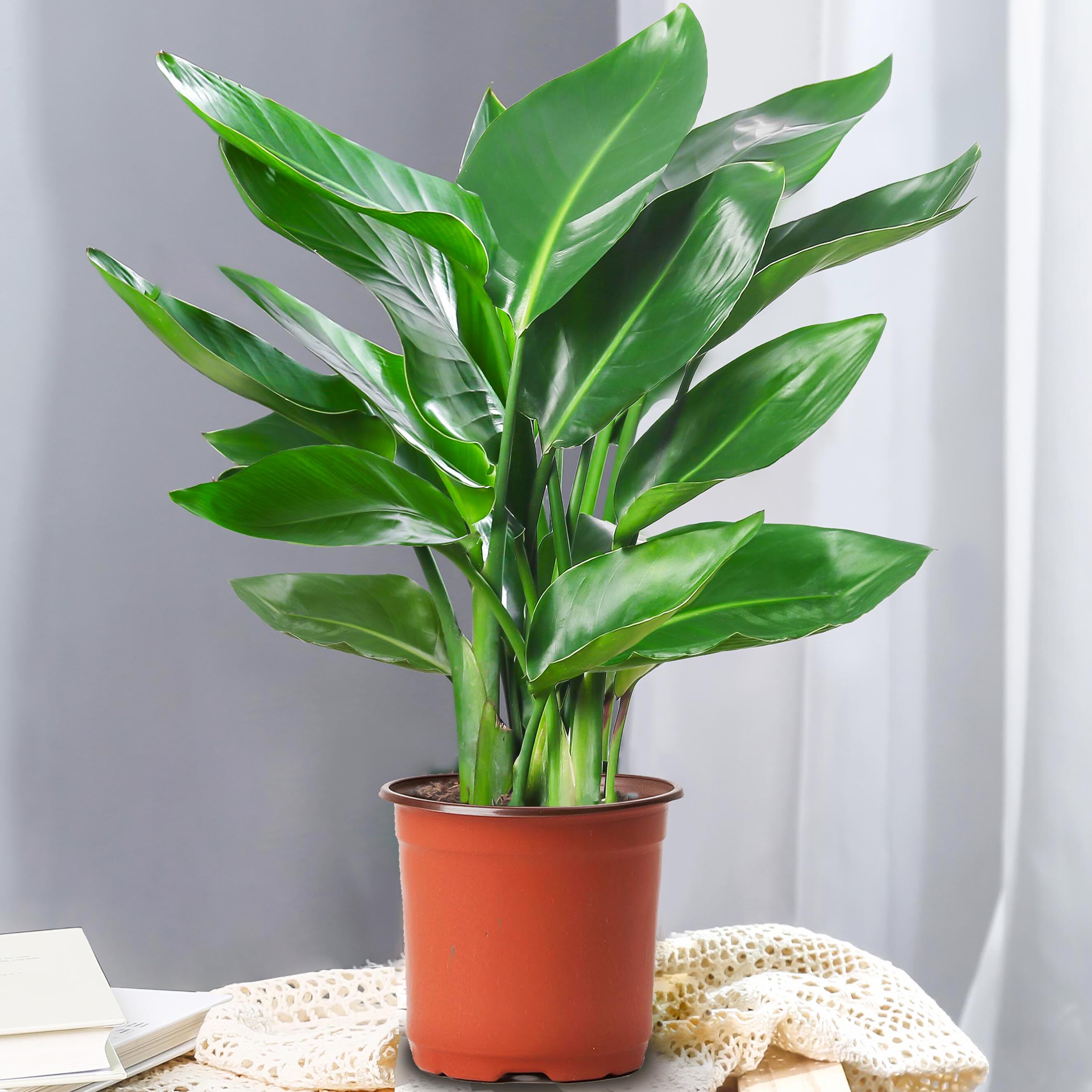 大号植物花卉盆栽绿萝发财树柠檬室内客厅好养护办公原盆开花结果