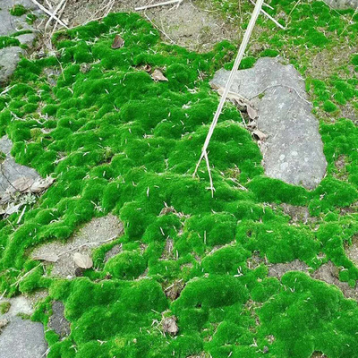 苔藓微景观：自然的迷你世界