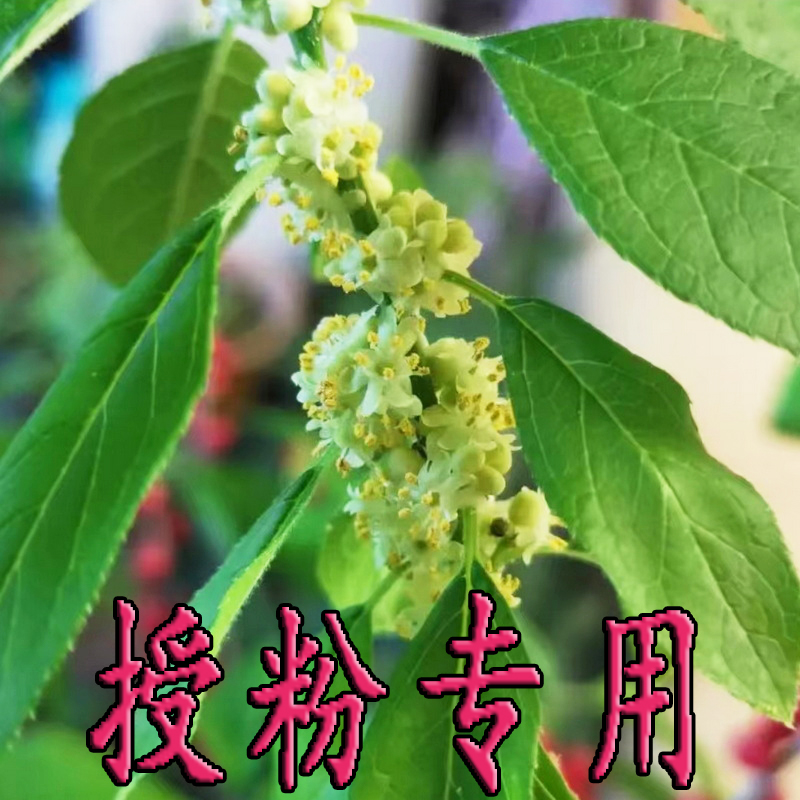 北美冬青盆栽树苗授粉用雄株公树鲜花红果发财果盆景盆栽植物耐寒 - 图0