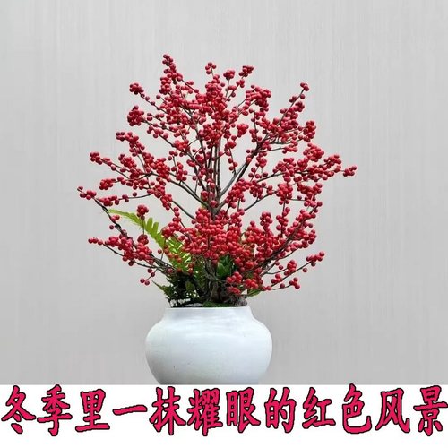 进口北美冬青盆栽带红果送公树年宵花真鲜花耐寒花卉北美冬青树苗 - 图2