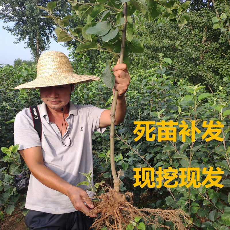 冰糖心苹果树苗红富士苹果苗红肉苹果庭院种植盆栽苹果苗当年结果-图2