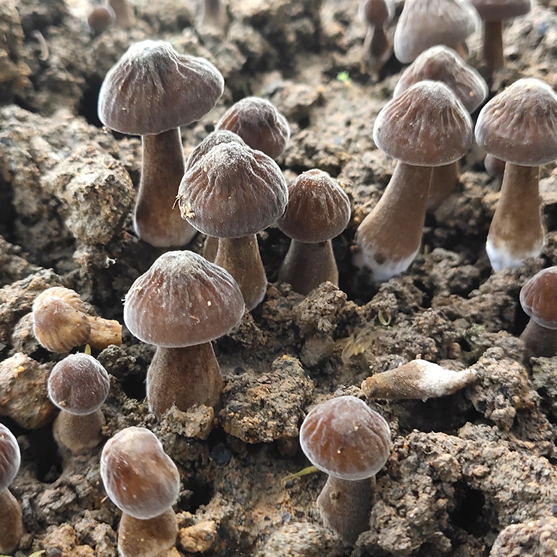 黑皮鸡枞菌蘑菇种植菌包阳台种蘑菇菌棒菌菇种家庭室内种植食用菌 - 图2