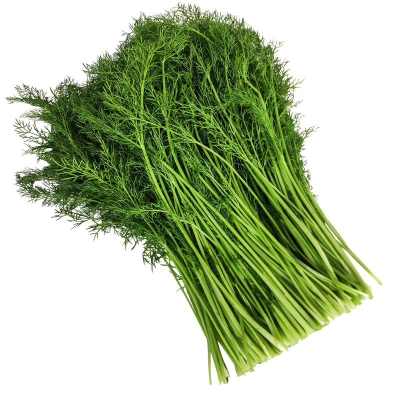 新鲜小茴香当季蔬菜茴香菜小茴香农家包饺子陷现采现发,淘宝优惠券,粉丝福利购,淘宝优惠卷