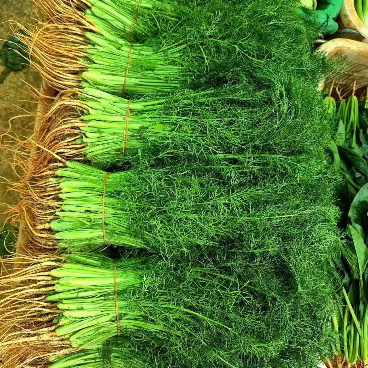 新鲜小茴香当季蔬菜茴香菜小茴香农家包饺子陷现采现发,淘宝优惠券,粉丝福利购,淘宝优惠卷