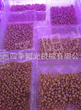 智能种子发芽机芽苗菜催芽机 全自动发芽机厂 糙米水稻发芽机