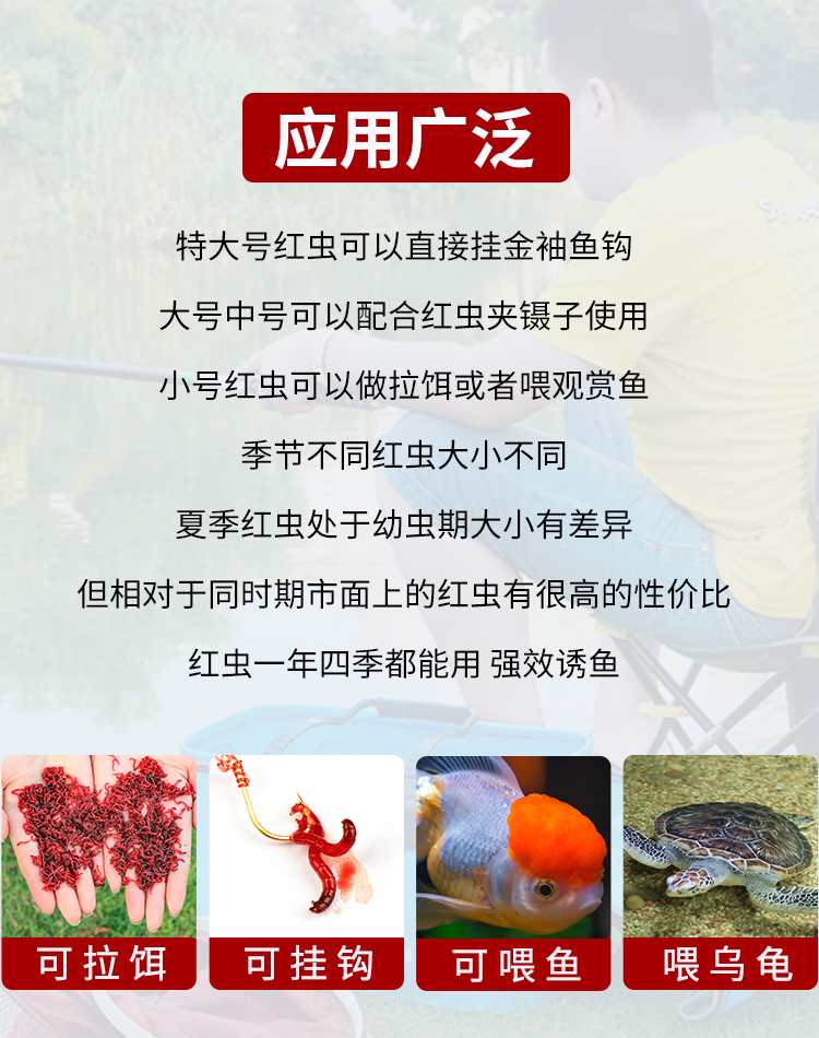 红虫活饵鲜活特大野钓鱼饵钓鱼蚯蚓上饵器公虫天津红虫新鲜拉饵,淘宝优惠券,粉丝福利购,淘宝优惠卷