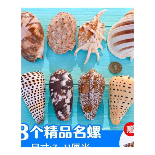 天然贝壳海螺海星珊瑚手工diy打孔鱼缸造景装饰卷贝鱼寄居蟹用壳 - 图3