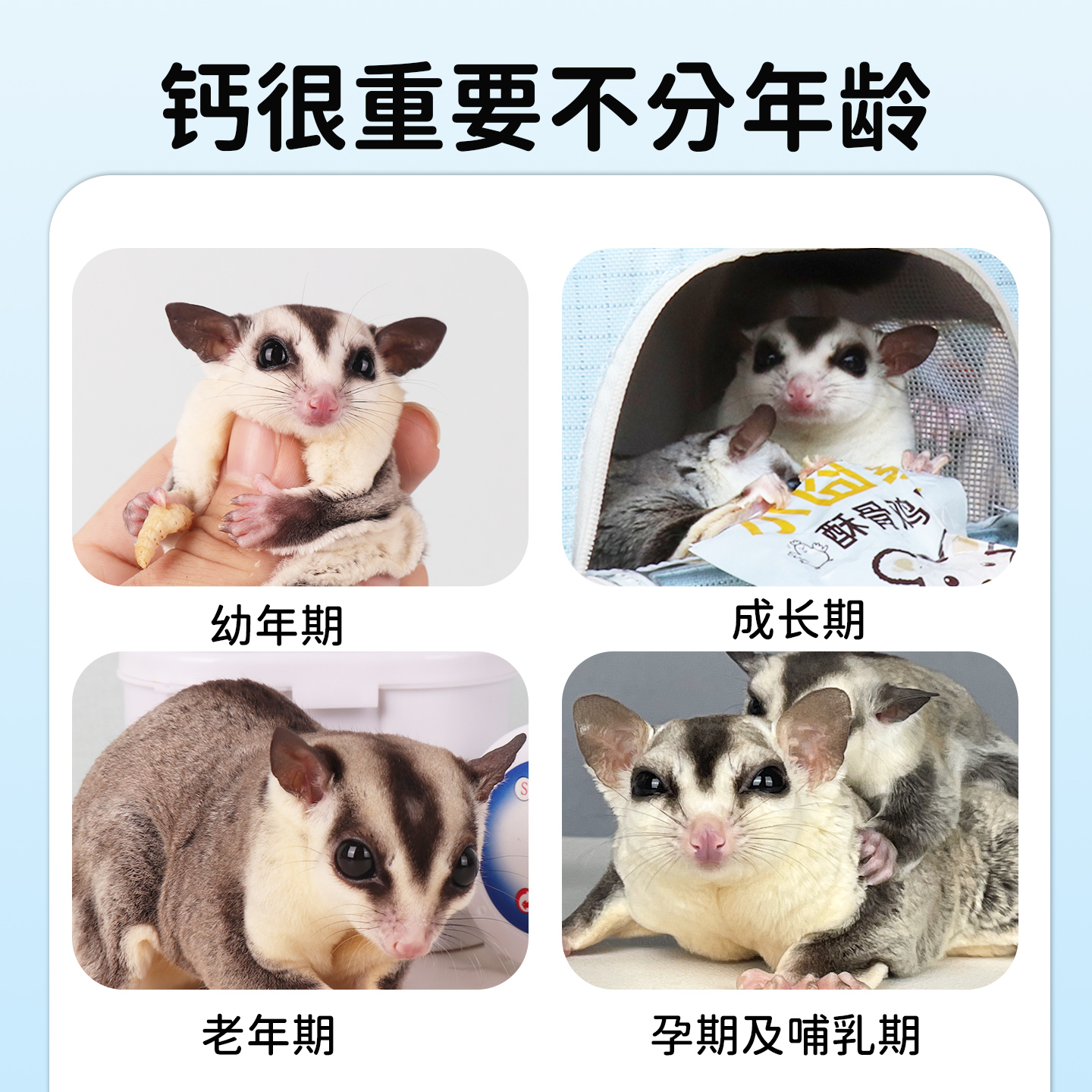 蜜袋鼯补钙用品花枝鼠土拨鼠缺钙快速补钙松鼠液体钙后腿无力钙粉 - 图1