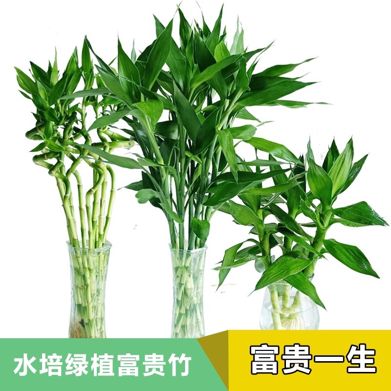 富贵竹水培植物盆栽花卉绿植室内花客厅水养绿萝大叶转运竹节节高 - 图1