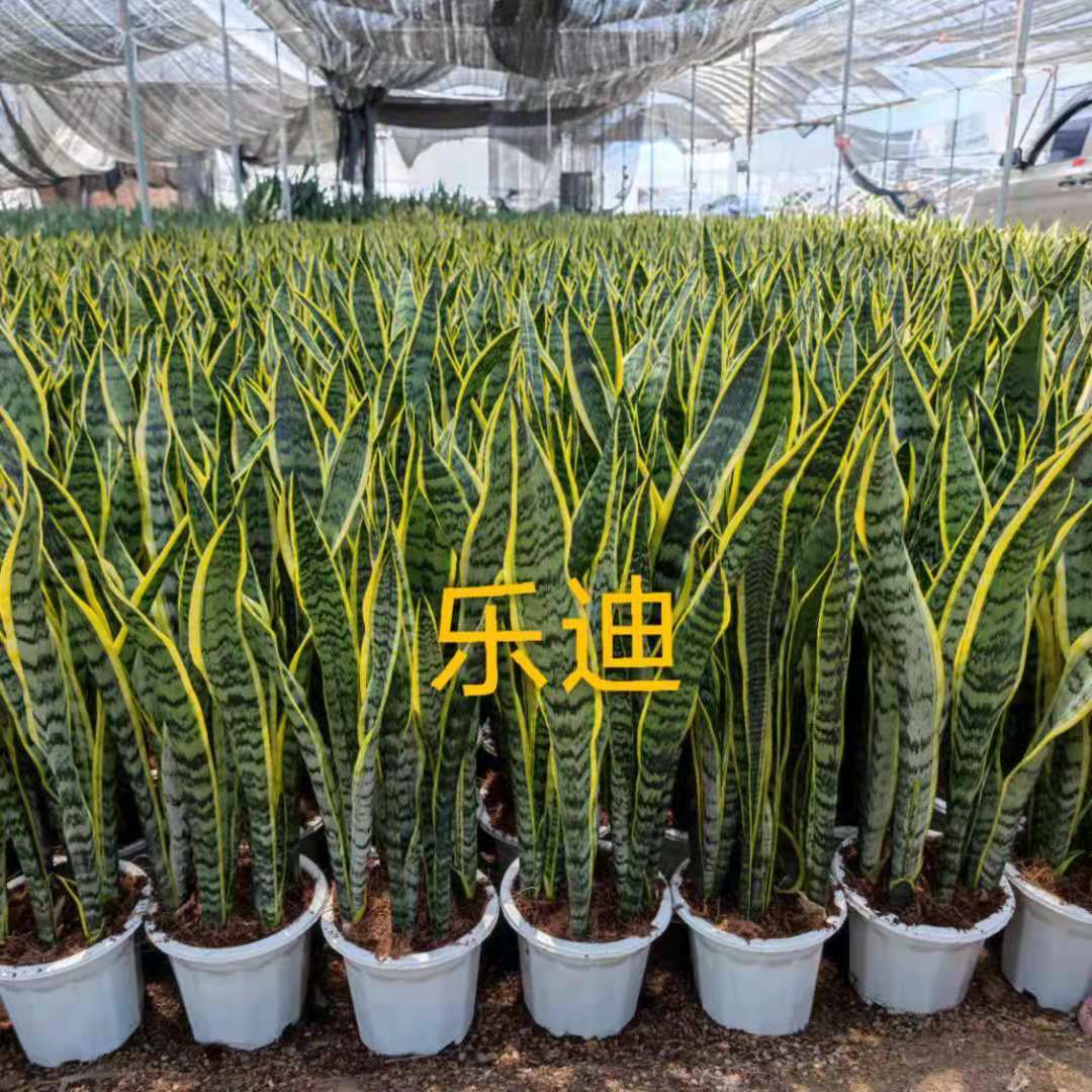 【高端虎皮兰】金边虎尾兰盆栽植物室内好养客厅大绿植