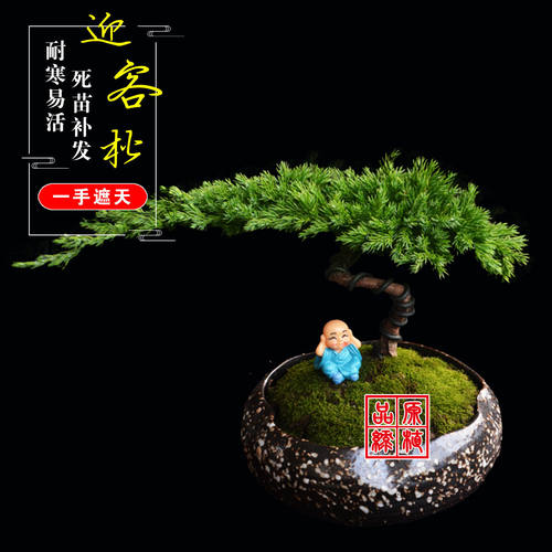迎客松盆栽真树造型盆景室内室外松柏绿植花卉四季常青阳台景观树 - 图3