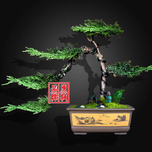 迎客松盆栽真树造型盆景室内室外松柏绿植花卉四季常青阳台景观树 - 图0