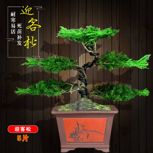 迎客松盆栽真树造型盆景室内室外松柏绿植花卉四季常青阳台景观树 - 图1