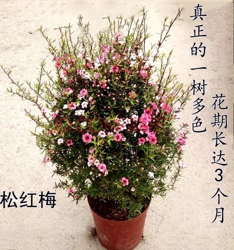 松红梅带花苞三色梅澳洲雪花梅室内花卉盆栽一树多色阳台四季观花