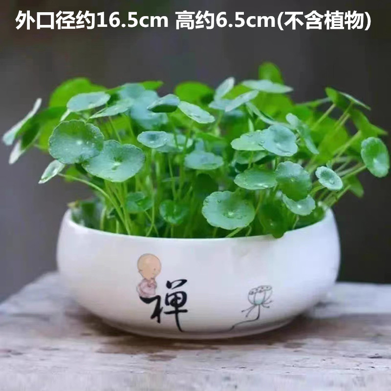 铜钱草水培花盆金钱草陶瓷清仓简约水仙花水养一叶莲碗莲个性花盆-图0