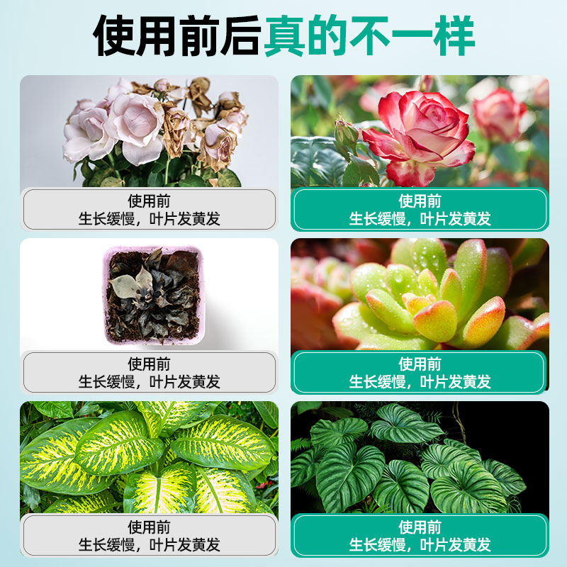 花病康喷剂植物通用型免稀释营养液家庭园艺花卉绿植抗病菌活性剂 - 图2