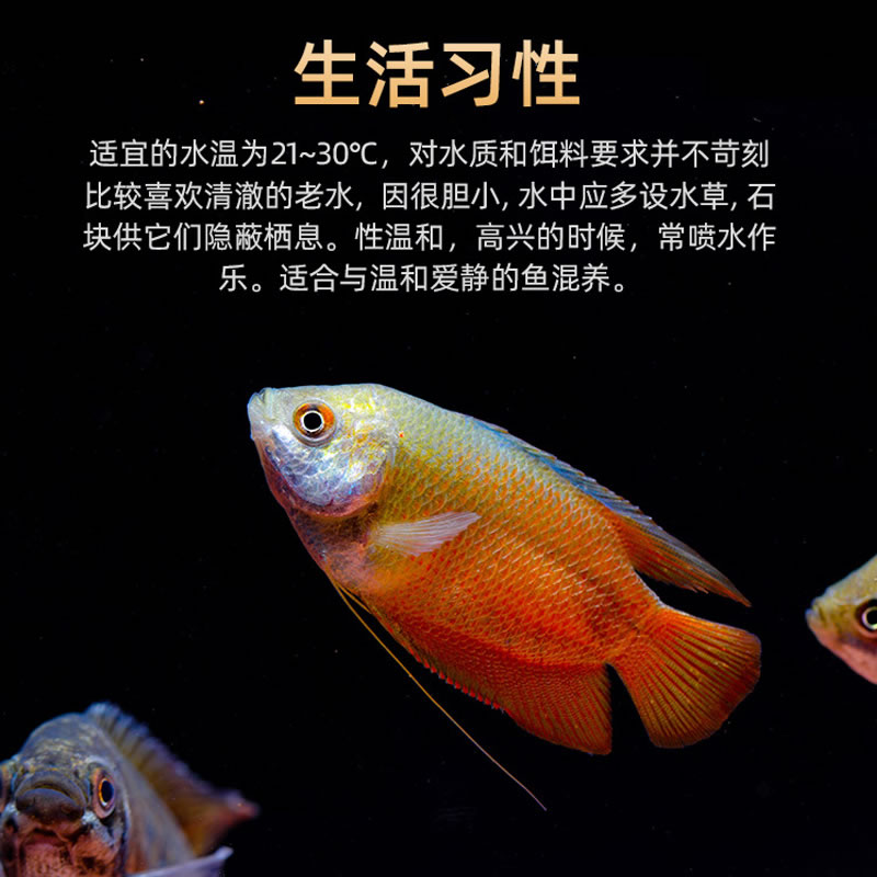 五彩丽丽热带活体观赏鱼珍珠马甲球吃蛋白虫鱼好养耐活蓝黄曼龙-图1