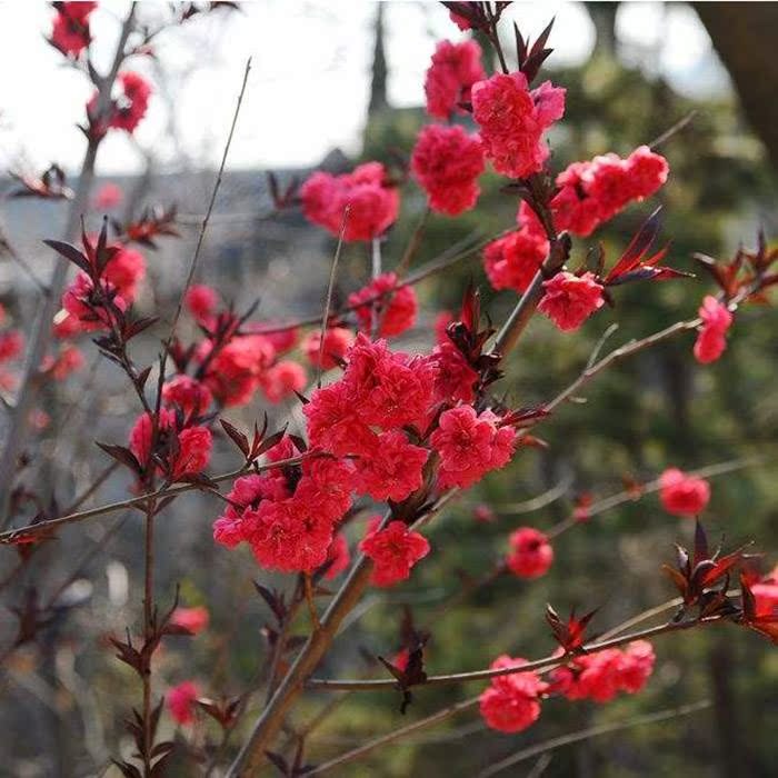 观赏桃花树苗紫叶碧桃苗绿化苗紫叶桃树苗红叶碧桃苗庭院别墅地栽 - 图1