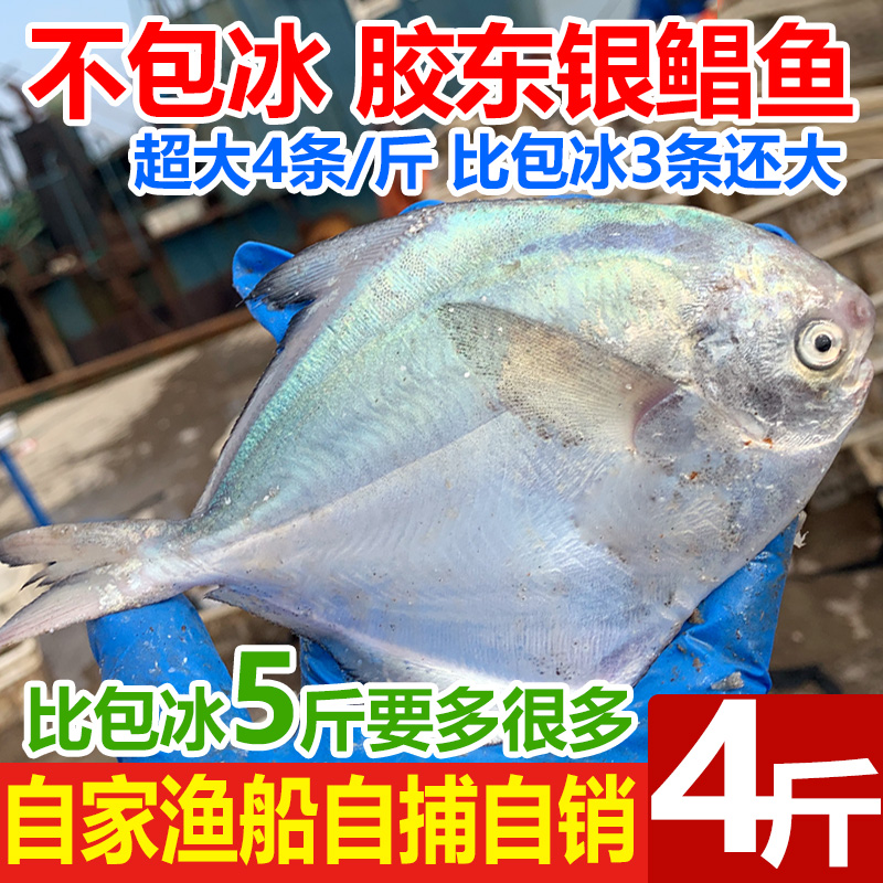 海捕银鲳鱼4斤16条大号鲜活海鲜冷冻白鲳鱼新鲜平鱼镜鱼海鱼扁鱼 - 图0