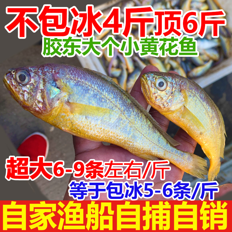 特大新鲜小黄花鱼4斤大号鲜冷冻小黄鱼海鲜水产鲜活海鱼烟台生鲜 - 图0